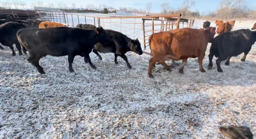 Solid and Broken mouth, April – May calvers, 1250 lbs!-BC1208A5